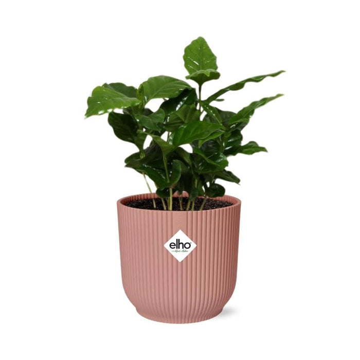 Arabica Kaffetræ Og Dets Elho Rose Pot