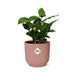 Arabica Kaffetræ Og Dets Elho Rose Pot