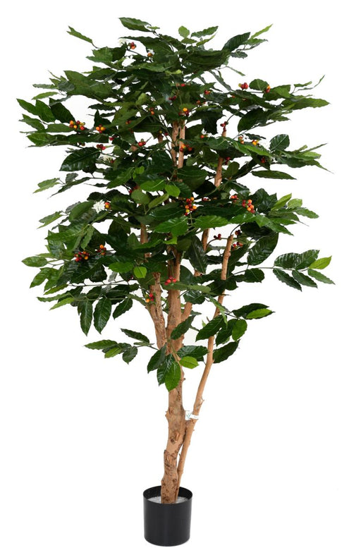 Kunstigt Kaffetræ Med Blomster Og Knudret Stamme 175 Cm