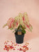 Caladium Autumn Beauty