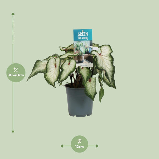Hvid Caladium