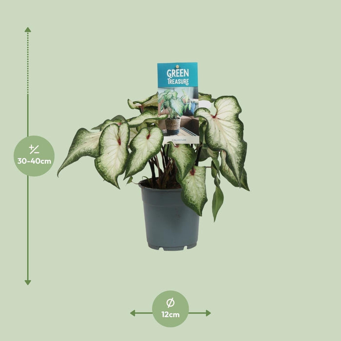 Hvid Caladium