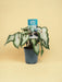 Hvid Caladium