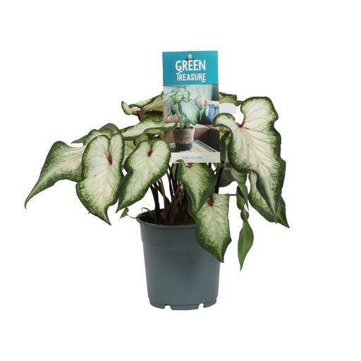 Hvid Caladium