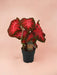 Caladium Rød Blink