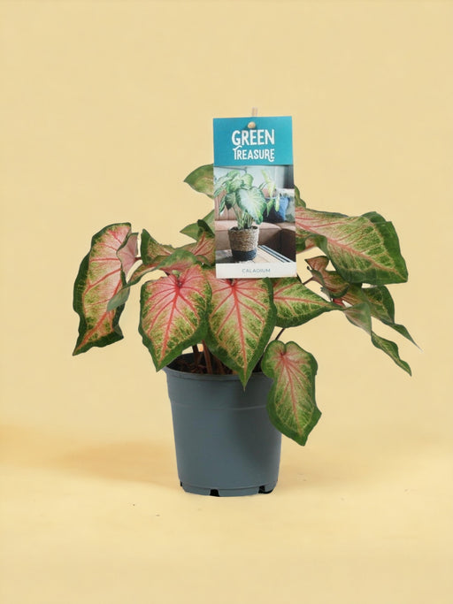 Pink Caladium