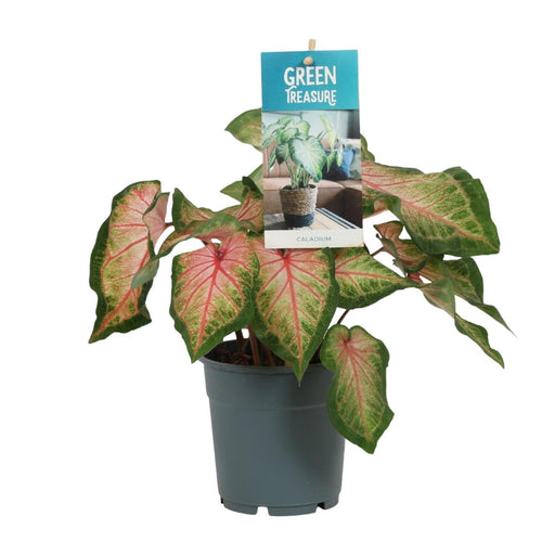 Pink Caladium