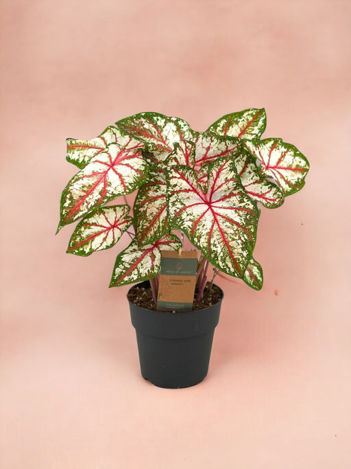 Caladium-Tapet