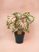 Caladium-Tapet