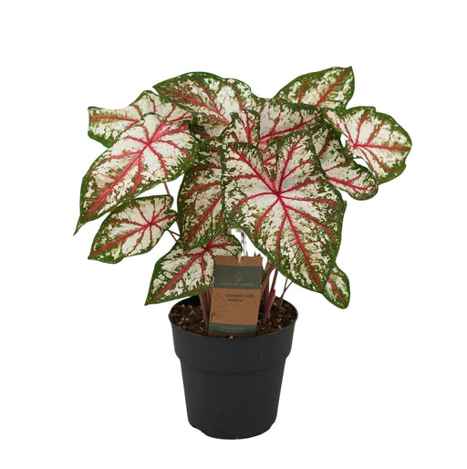 Caladium-Tapet