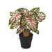 Caladium-Tapet