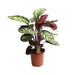 Calathea Cora