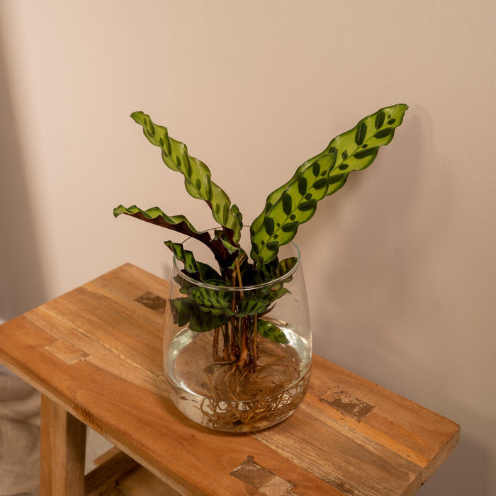 Calathea Lancifolia I Hydrokultur Og Dens Glasvase H30Cm