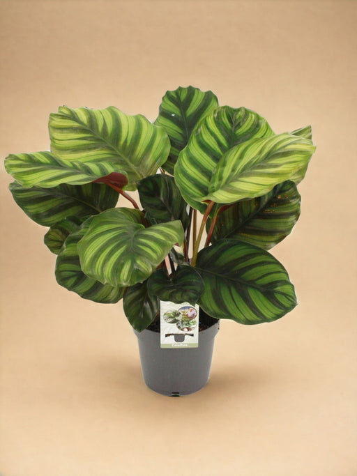 Calathea - Pandebåndet