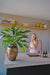 Calathea Makoyana Deluxe - Kunstig Grøn Plante