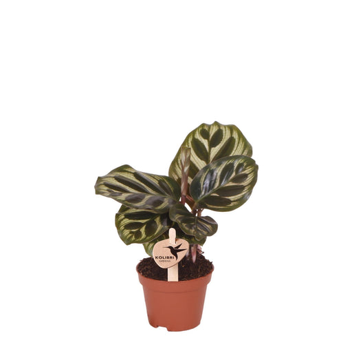 Calathea Makoyana - Grøn Stueplante - Direkte Producent
