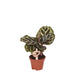 Calathea Makoyana - Grøn Stueplante - Direkte Producent