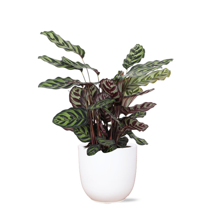Calathea Makoyana Og Dens Gryde