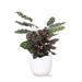 Calathea Makoyana Og Dens Gryde