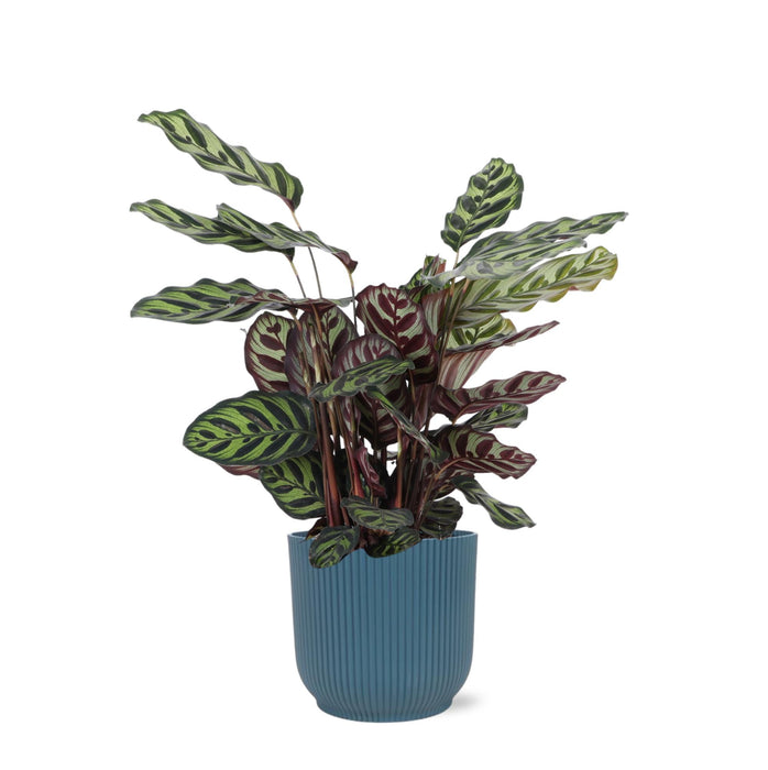 Calathea Makoyana Og Dens Gryde