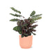 Calathea Makoyana Og Dens Gryde