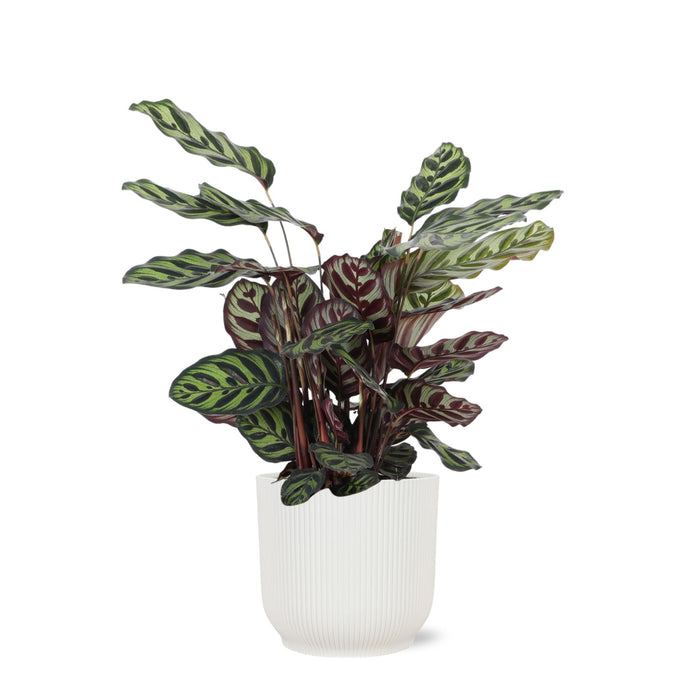 Calathea Makoyana Og Dens Gryde