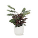 Calathea Makoyana Og Dens Gryde