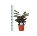 Calathea Makoyana Og Dens Gryde
