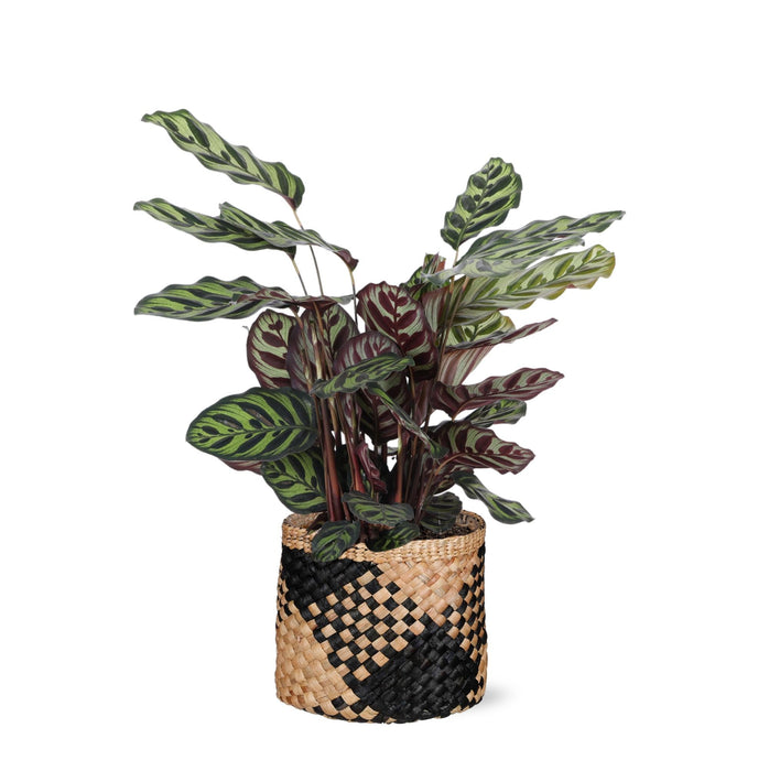Calathea Makoyana Og Dens Gryde