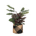 Calathea Makoyana Og Dens Gryde