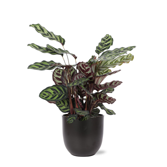 Calathea Makoyana Og Dens Gryde
