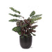 Calathea Makoyana Og Dens Gryde