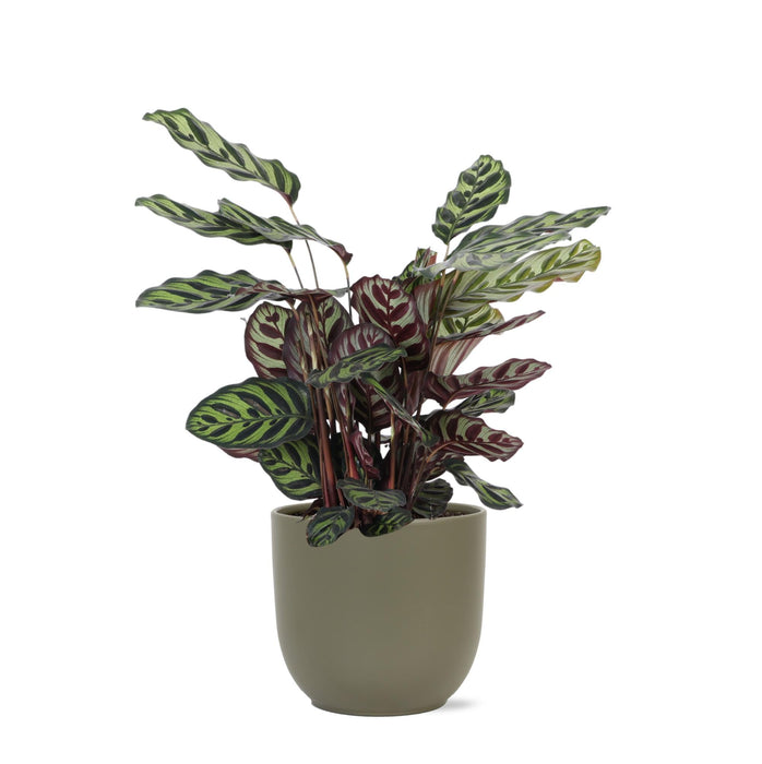 Calathea Makoyana Og Dens Gryde