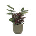 Calathea Makoyana Og Dens Gryde