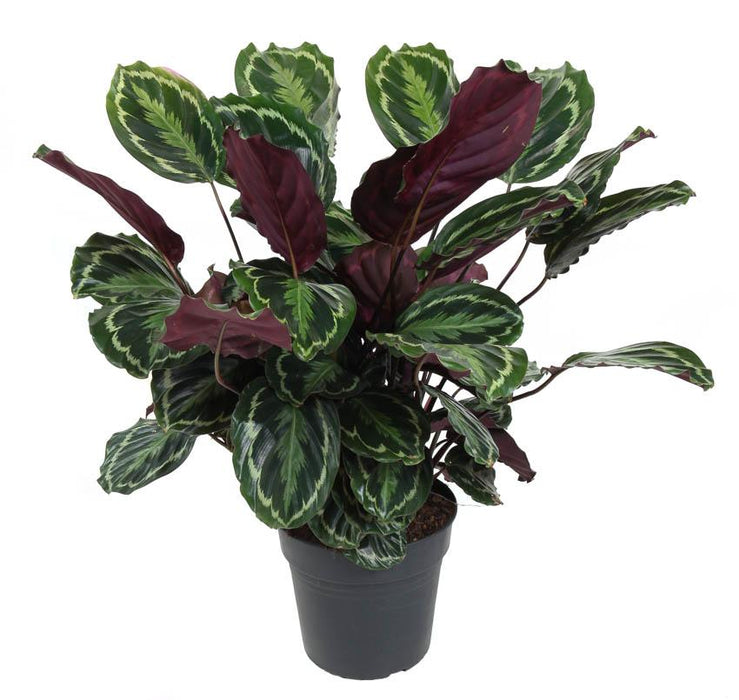 Calathea Medaljon