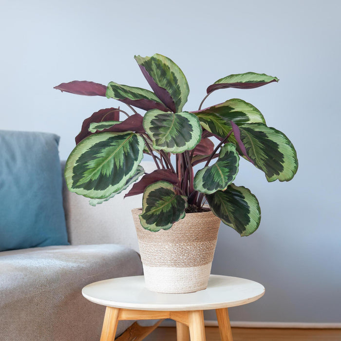 Calathea Medaillon Og Dens Gryde