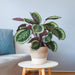 Calathea Medaillon Og Dens Gryde