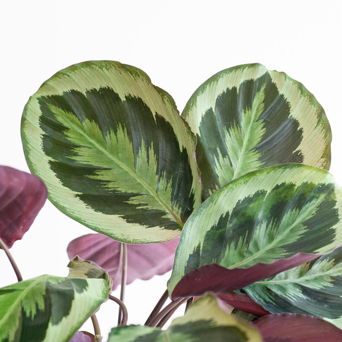 Calathea Medaillon Og Dens Gryde