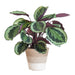 Calathea Medaillon Og Dens Gryde