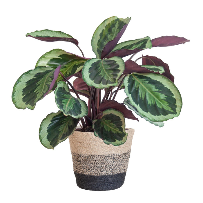 Calathea Medaillon Og Dens Gryde