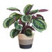 Calathea Medaillon Og Dens Gryde