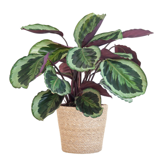 Calathea Medaillon Og Dens Gryde