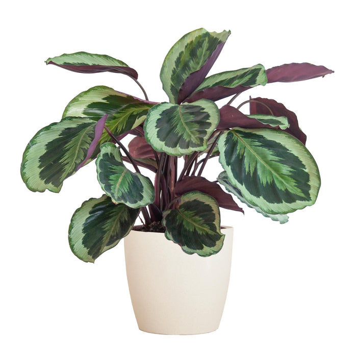 Calathea Medaillon Og Dens Gryde
