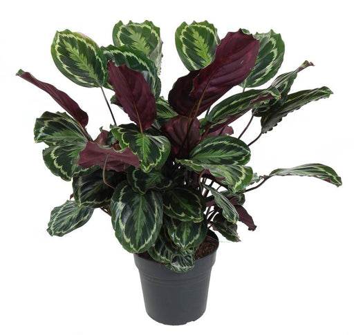 Calathea Medaljon