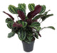 Calathea Medaljon