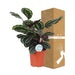 Calathea Medaljon