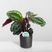 Calathea Medaljon