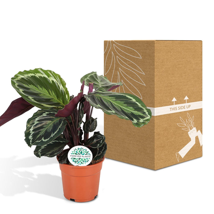 Calathea Medaljon