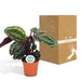 Calathea Medaljon