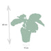 Calathea Medaljon